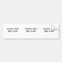 Cows Are My Life Bumper Stickers