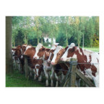 Cows Curious Post Cards