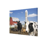 Cows in front of a red barn and silo on a farm 2 stretched canvas print