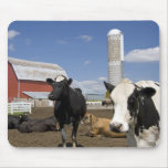 Cows in front of a red barn and silo on a farm 2 mousepads