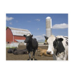 Cows in front of a red barn and silo on a farm 2 postcards