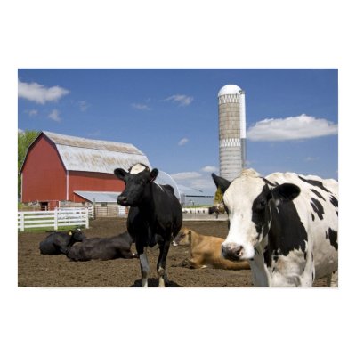 Cows in front of a red barn and silo on a farm 2 posters by danitadelimont