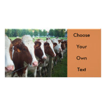 Cows in Row Photo Greeting Card