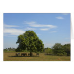 Cows in Shade Greeting Card