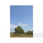 Cows in Shade Greeting Card