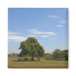 Cows in Shade Magnet