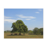 Cows in Shade Postcard