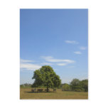 Cows in Shade Postcard
