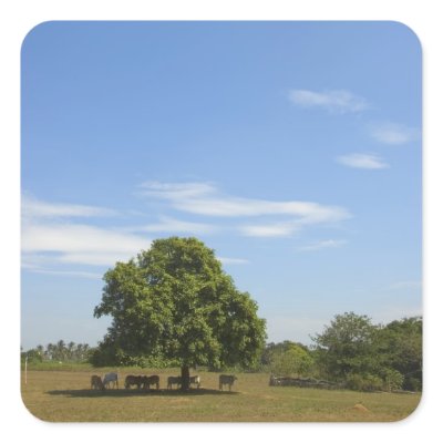 Cows in Shade Stickers by TonysPhotography