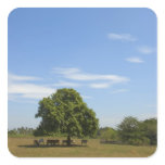 Cows in Shade Stickers