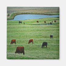 Cows in Spring Magnet