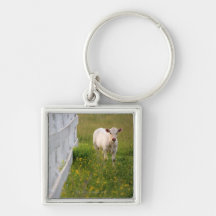 Cows in the field keychains