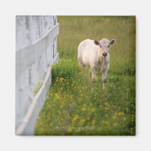 Cows in the field magnets