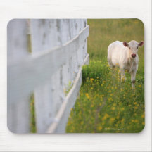 Cows in the field mousepads