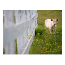 Cows in the field postcards