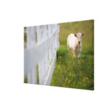 Cows in the field stretched canvas print