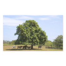 Cows in the Shade (3) Rectangular Sticker