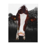 Cows - NOT Always Black and White