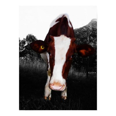 Cows - NOT Always Black and White by CountryCorner
