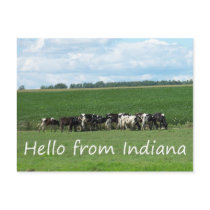 Cows of Indiana Postcard
