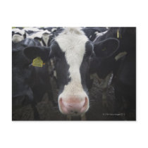 Cows Post Cards