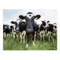 Cows standing in a row looking at camera postcards