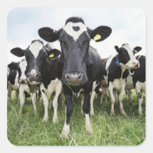 Cows standing in a row looking at camera square stickers
