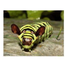 Cowterpillar Cartes Postales