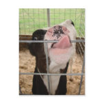 CowTongue Post Card