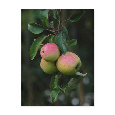 Cox Orange Apple Postcard by Thorninger