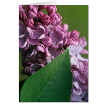 Coy Lilac Greeting Card