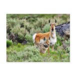 Coyote And Antelope In Yellowstone Park Post Cards
