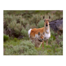 Coyote and Antelope Postcard