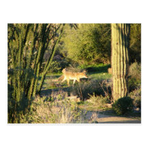 Coyote_at_dawn Postcard Postcard