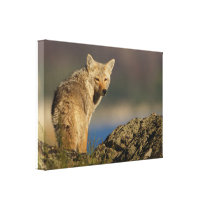coyote canvas prints