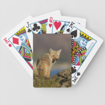 coyote cartes bicycle poker