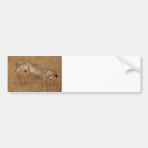 Coyote Flying Bumper Sticker