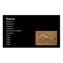 Coyote Flying Business Card Templates