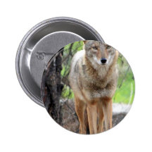 coyote in griffith park 003 pins