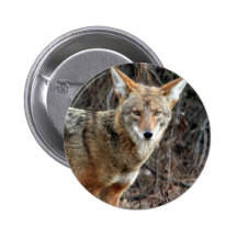 coyote in griffith park 005 pinback button