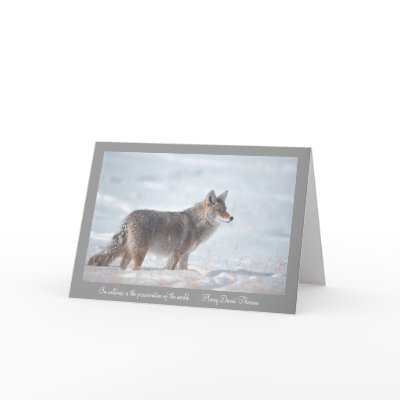 Coyote in Snow Cards by bm1959h