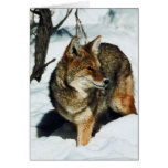 Coyote in Snow Greeting Cards