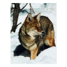 Coyote in Snow Postcard