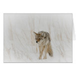 Coyote in snowstorm card