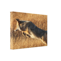 coyote jumping gallery wrapped canvas