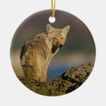coyote looking over shoulder ornaments