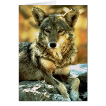 Coyote Lovers Gifts Card