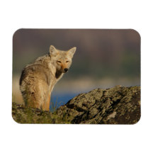 coyote magnets