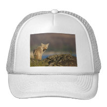 coyote mesh hat