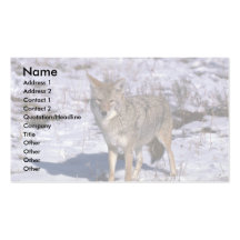 Coyote on snow business card template